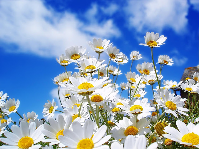 daisies-on-a-sunny-day-1