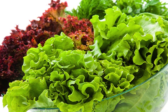 lettuce-varieties